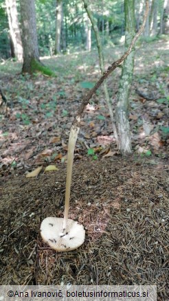 Xerula radicata