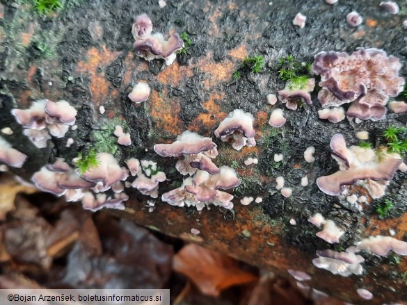 Trichaptum biforme
