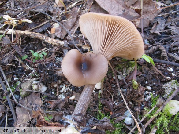 Pseudoclitocybe cyathiformis
