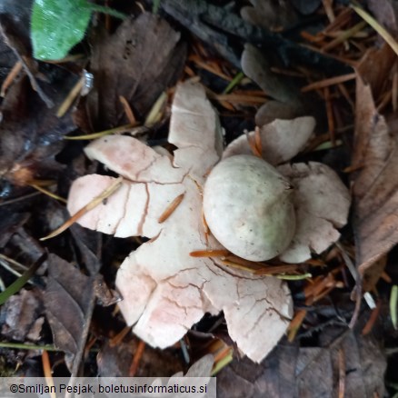 Geastrum rufescens