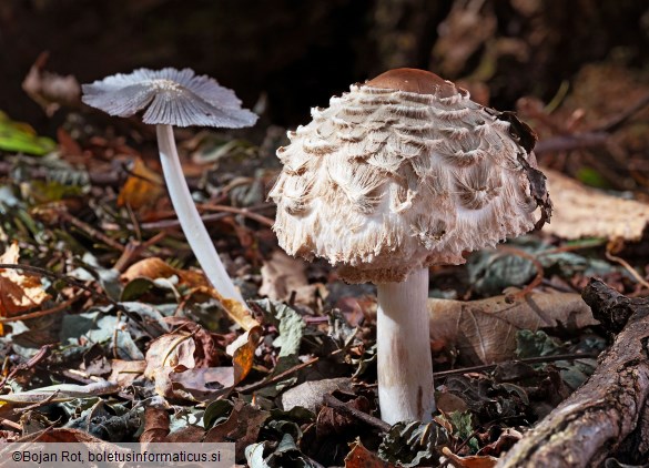 Chlorophyllum olivieri