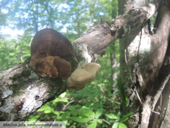 Hapalopilus nidulans