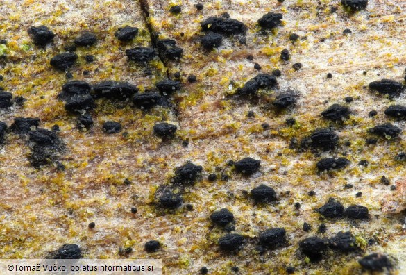Navicella pileata