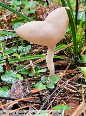 Helvella elastica