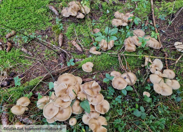 Lyophyllum daonense