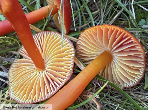 Hygrocybe coccinea