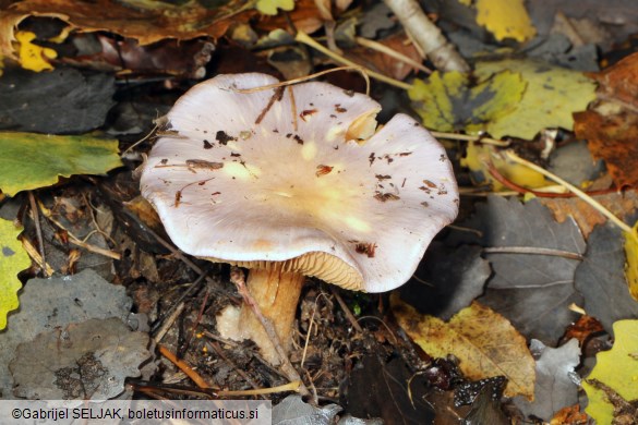 Cortinarius caerulescens