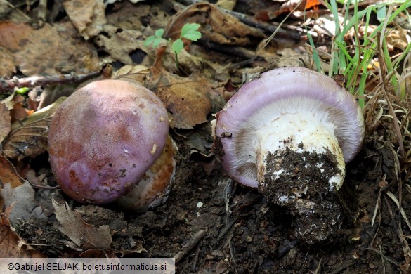 Phlegmacium balteatocumatile