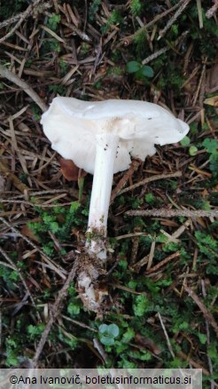 Rhodocollybia maculata