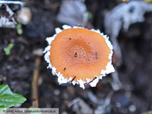 Conocybe vestita