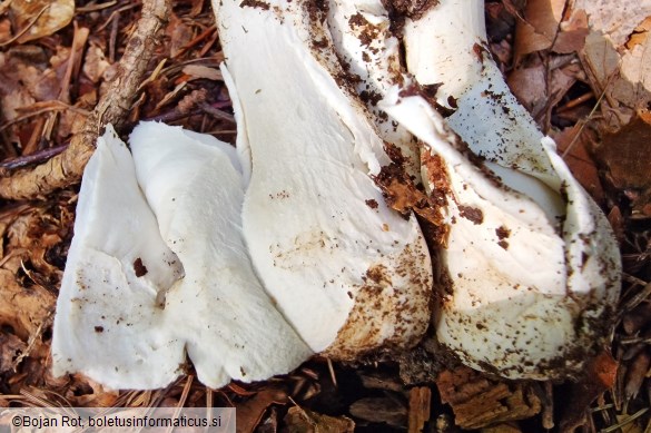 Amanita argentea