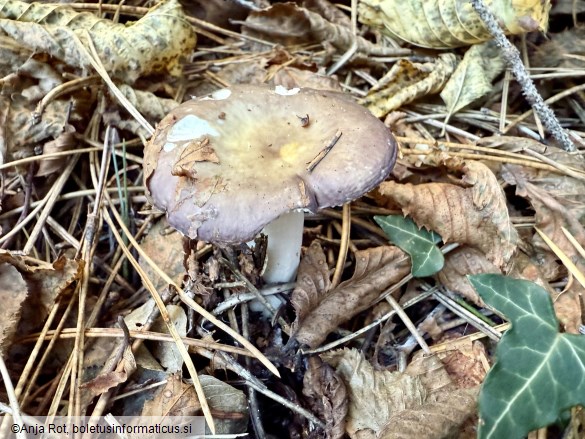 Russula firmula