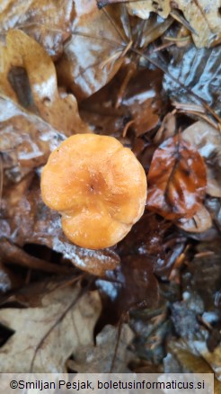 Hydnum rufescens