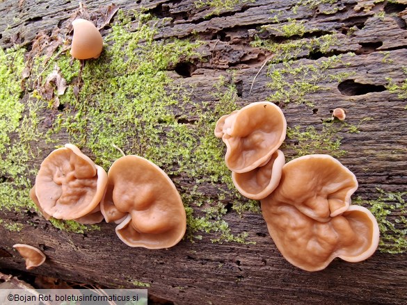 Discina ancilis