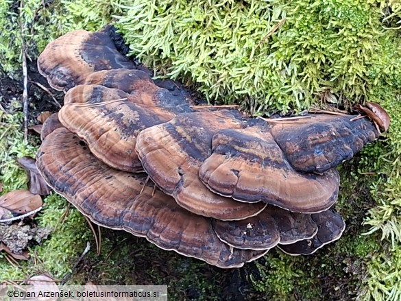 Ischnoderma resinosum