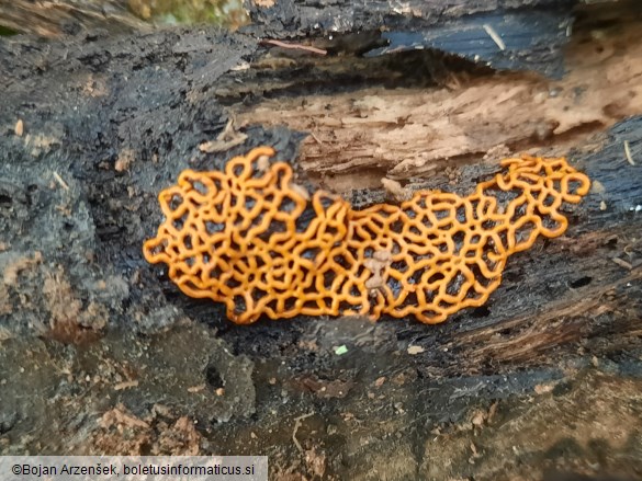Hemitrichia serpula