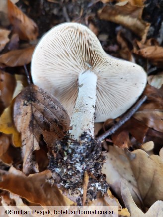 Hebeloma sinapizans
