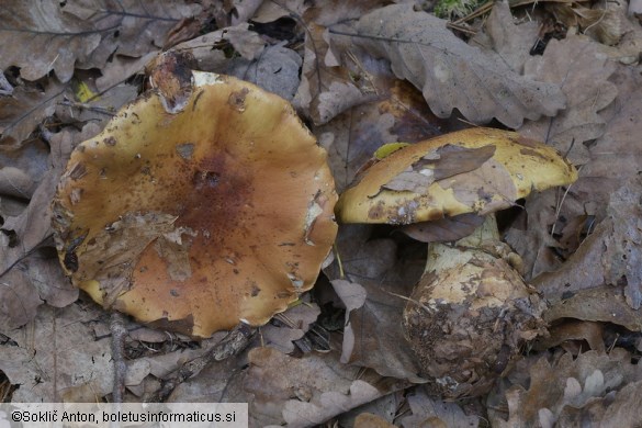 Calonarius elegantissimus