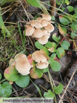 Gymnopus dryophilus