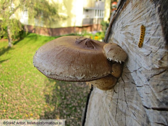Pholiota populnea