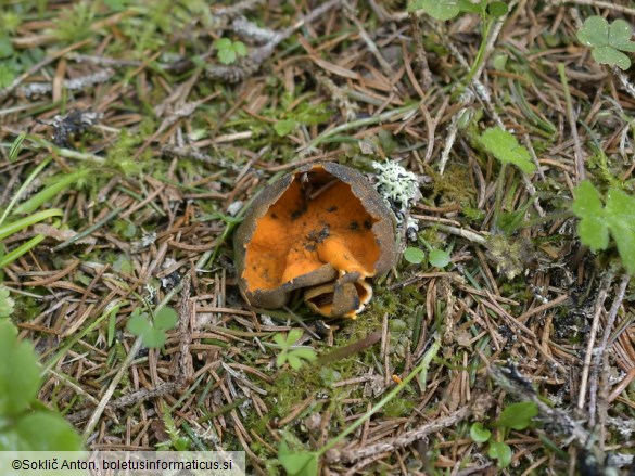 Caloscypha fulgens