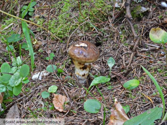 Suillus brunneolus