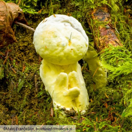Hypomyces chrysospermus
