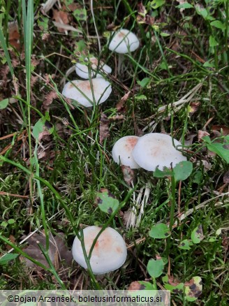 Rhodocollybia maculata