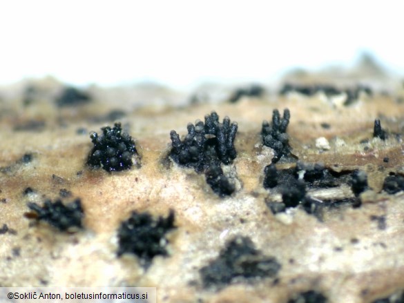 Diaporthe oncostoma