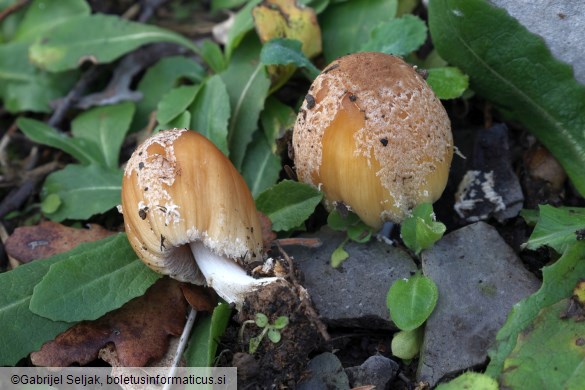 Coprinellus bipellis
