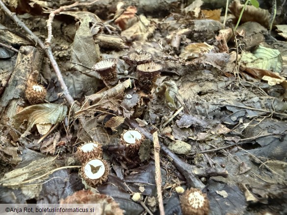 Cyathus striatus