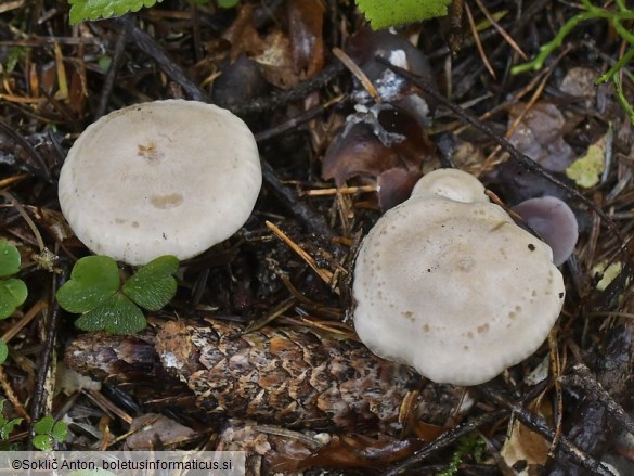 Atractosporocybe inornata