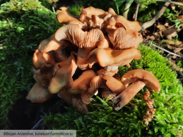 Kuehneromyces mutabilis