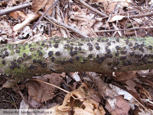 Diatrypella favacea