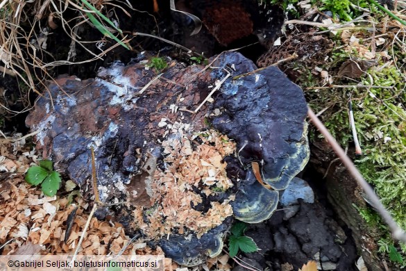 Ganoderma pfeifferi