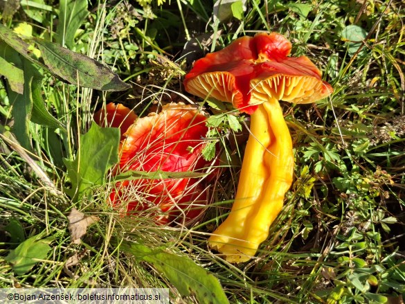 Hygrocybe aurantiosplendens