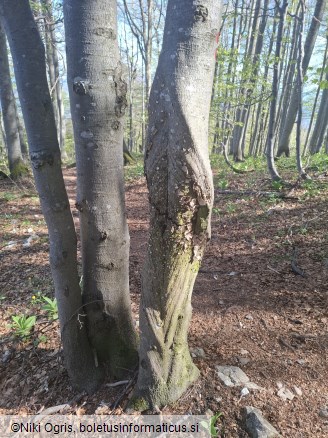 Stereum rugosum