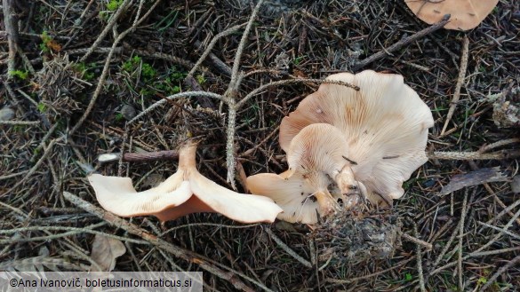 Paralepista flaccida