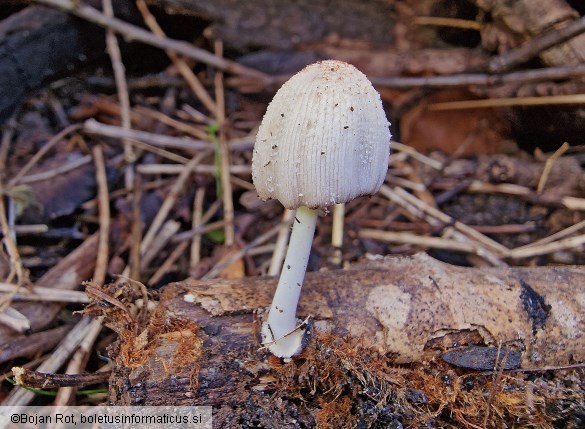 Coprinellus xanthothrix