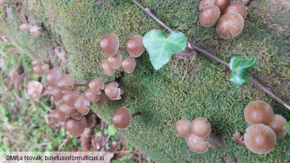 Mycena stipata