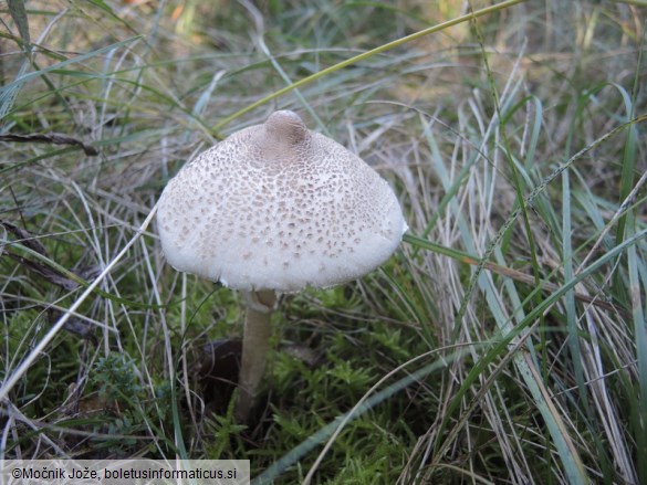 Macrolepiota mastoidea