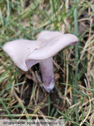 Lepista glaucocana