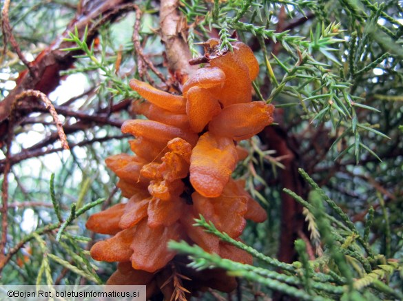 Gymnosporangium sabinae