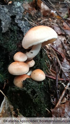 Hypholoma capnoides