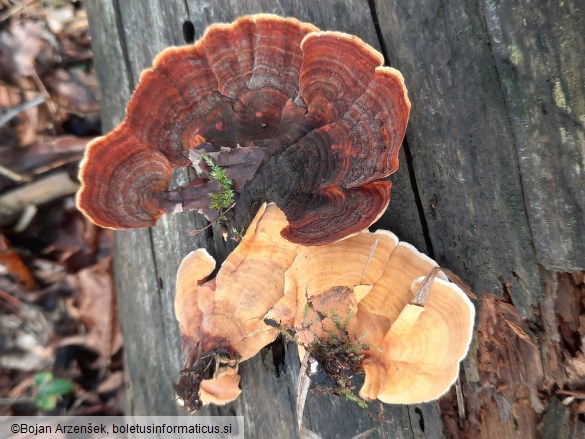 Stereum insignitum