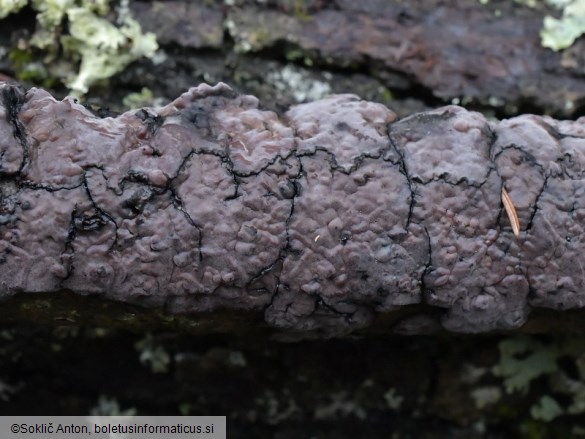 Peniophora quercina