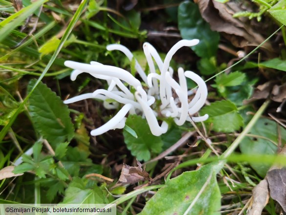 Clavaria fragilis