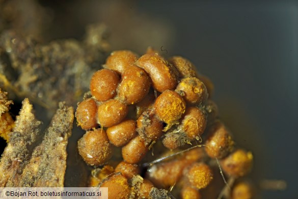 Hemitrichia serpula