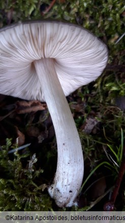 Pluteus atromarginatus