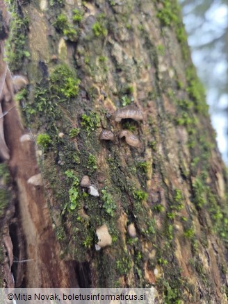 Hohenbuehelia cyphelliformis